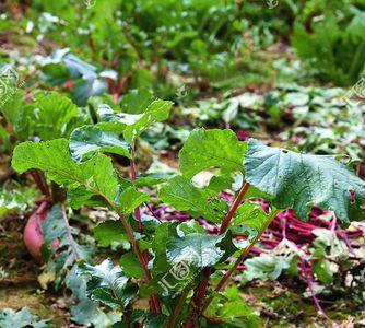 串心红萝卜种植时间和间距