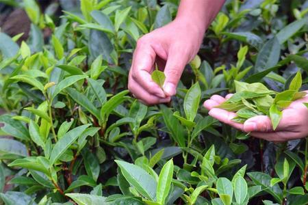 一颗茶树产多少茶叶