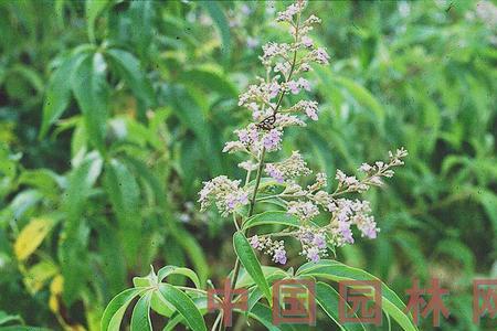 黄荆属于野生保护植物