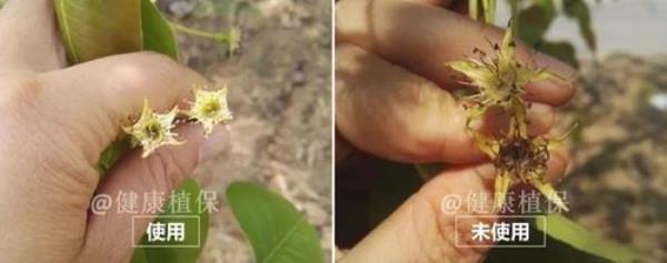 芸苔素十大优缺点