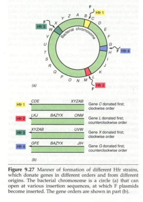 大肠杆菌有没有DNA