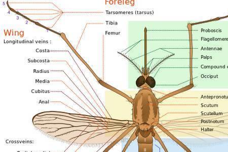 普通蚊子和疟蚊的区别图片