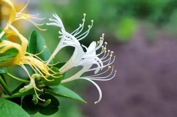 金银花黄花和青花的区别