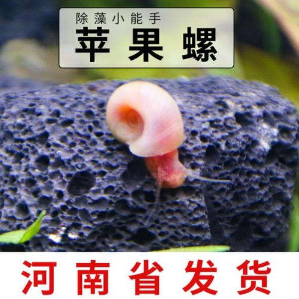 苹果螺吃丝藻吗