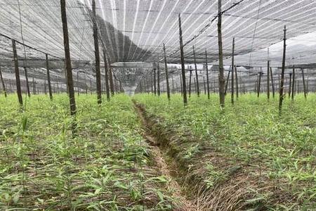 山东最好的黄精种植基地