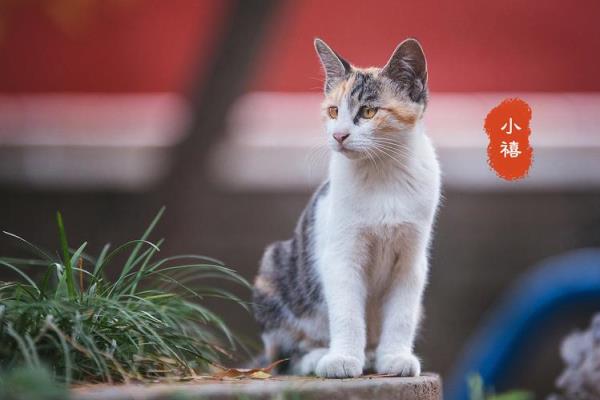 为什么故宫的猫都很干净