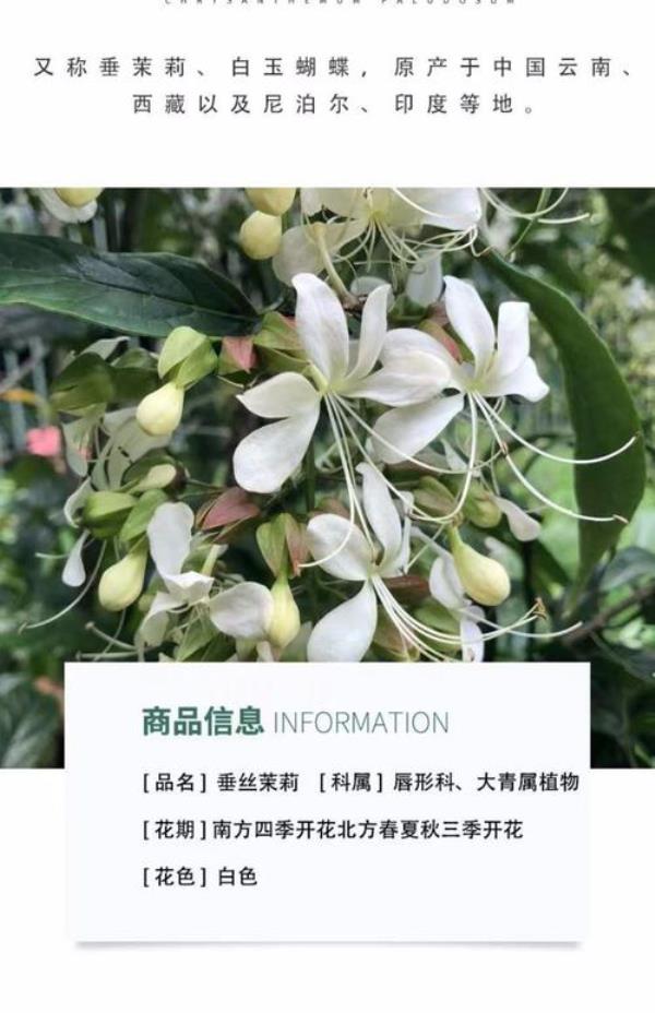 垂丝茉莉不开花咋回事