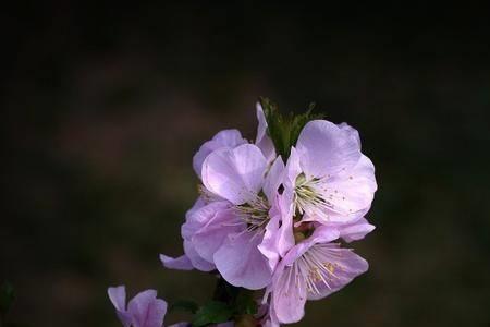 花落谁家是什么意思