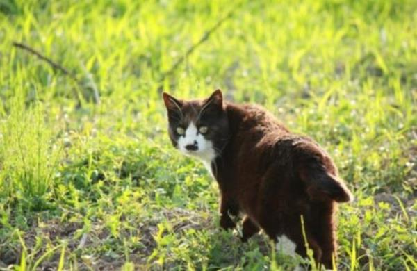 小猫回头看自己寓意