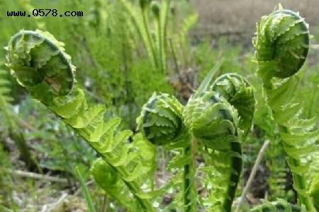 东北八月份还有野菜吗