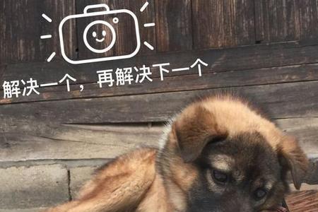 中华田园犬多久才可以吃骨头