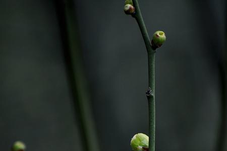 绿萼梅香吗