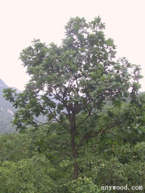 花栎树叶子用途