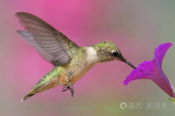 贵阳有蜂鸟吗