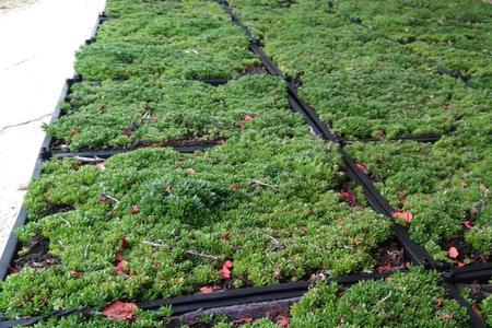 屋顶植物隔热方法