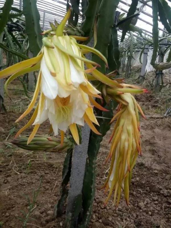 不受精的火龙果花开后多久落