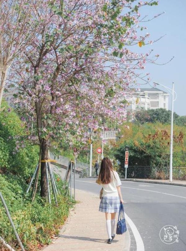 深圳哪个大学有樱花