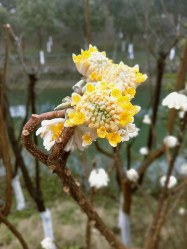 结香花一年能开几次花