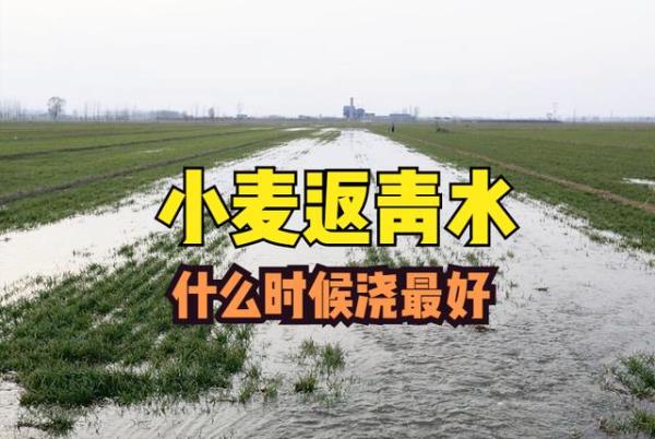 廊坊地区什么时候小麦浇返青水