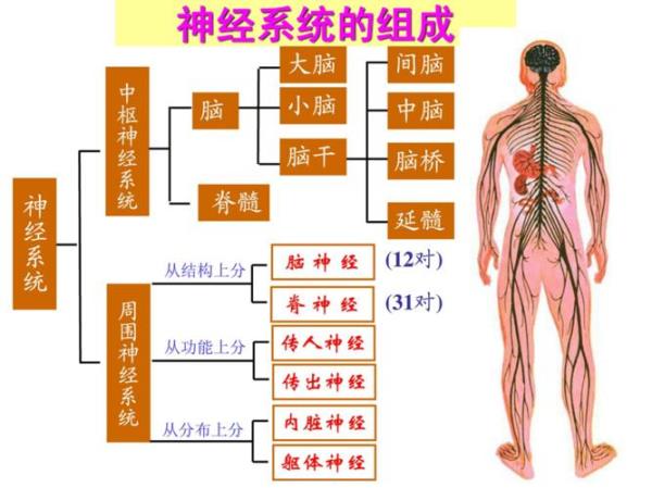 什么动物生理系统和人最相似