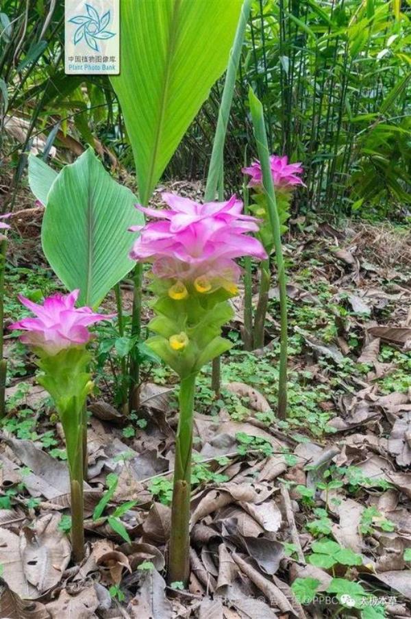 莪术怎样种植