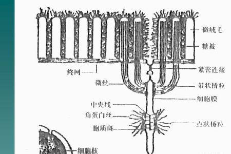 细胞内纤维通过什么连接