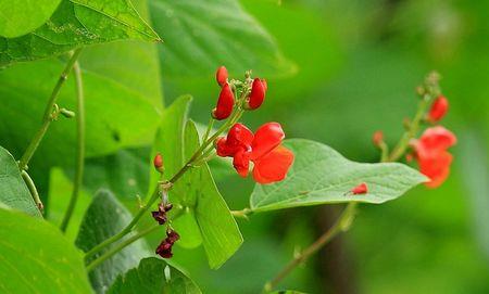 四季豆是红花好还是白花好