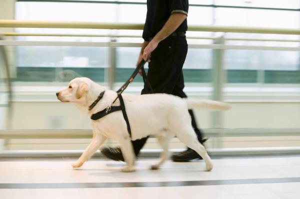 导盲犬上飞机要票吗