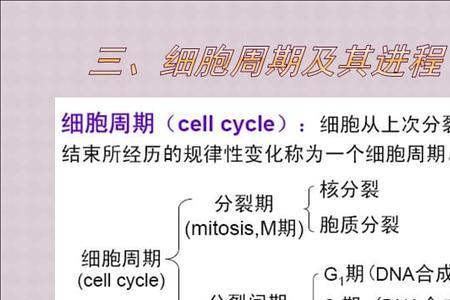 正常细胞分裂速度