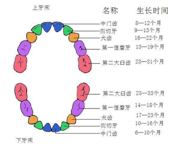 婴幼儿长牙顺序图