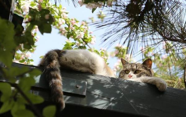 花香伴你入眠的诗句