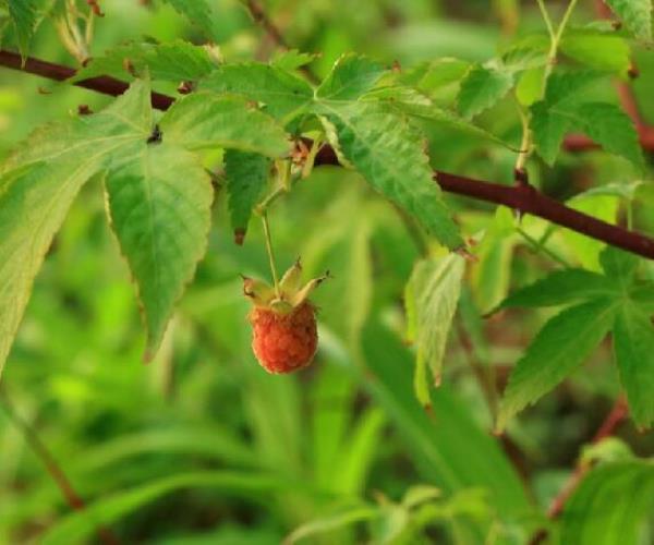 掌叶覆盆子的优缺点