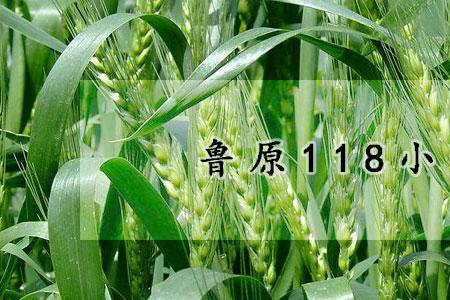 鲁原128小麦种审定公告