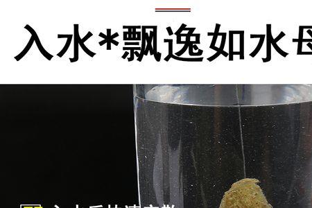 水母粉钓多少水深