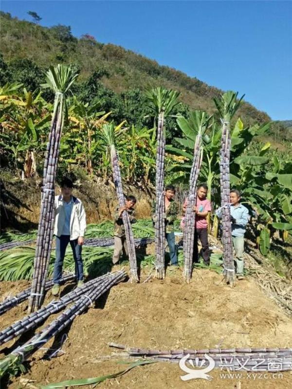 一亩田产多少吨甘蔗鲜叶