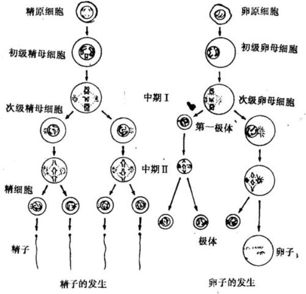 减数分裂是在细胞核中吗