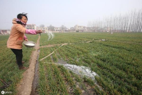 淄博地区什么时间浇小麦反青水