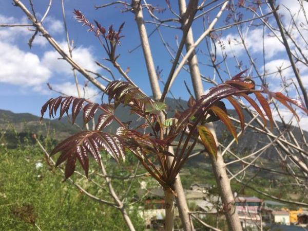 香椿芽树的来历