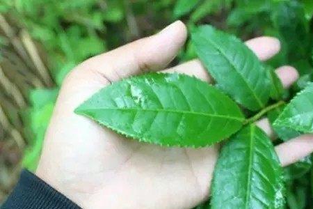 黑茶对氢氧化钠有化解作用吗