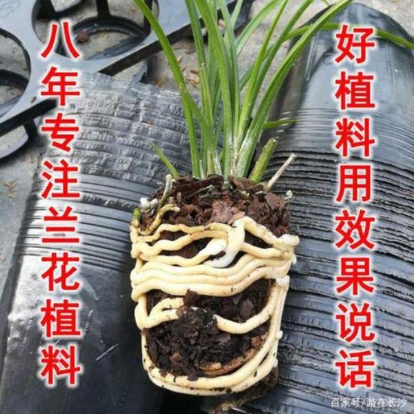 兰花植料保质期