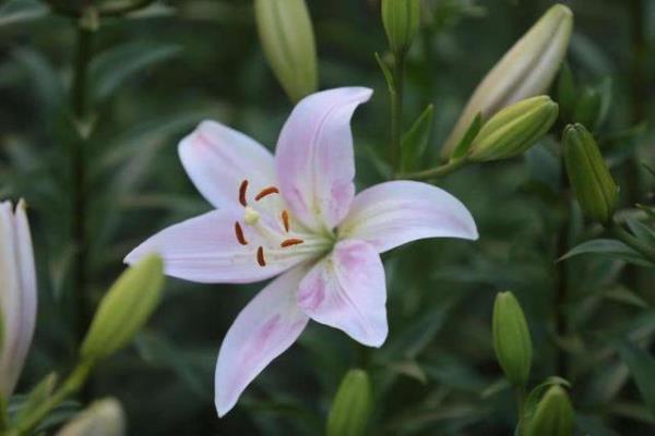 百合花几点开花仿写花钟