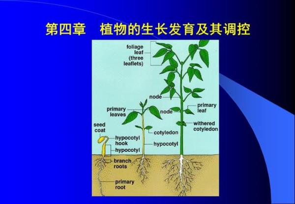 植物生长原理