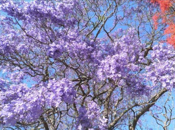 蓝花楹介绍