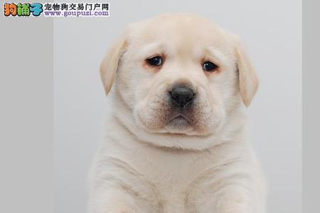 拉布拉多幼犬冬天可以出去吗