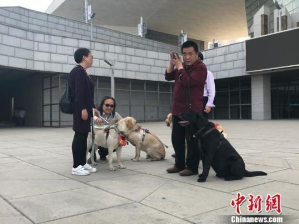 导盲犬休息的时候可以摸吗