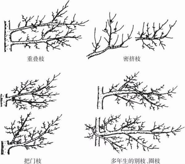 梨树秋梢都要修剪吗