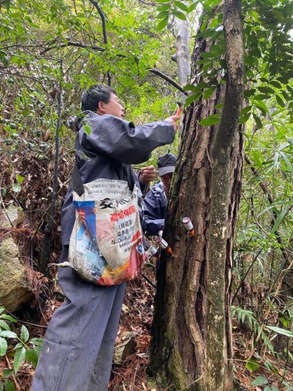 扎松树的药是什么