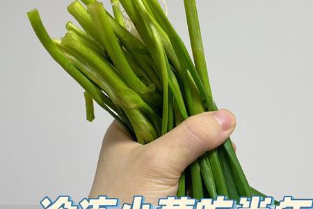 小葱怕冻吗