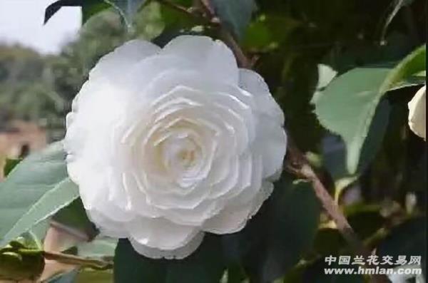 茶花怎么开白花