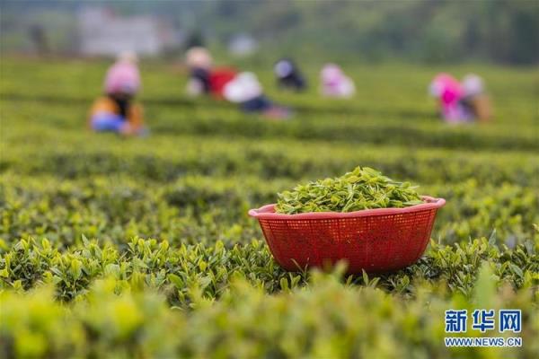 贵州采茶一般在什么时间